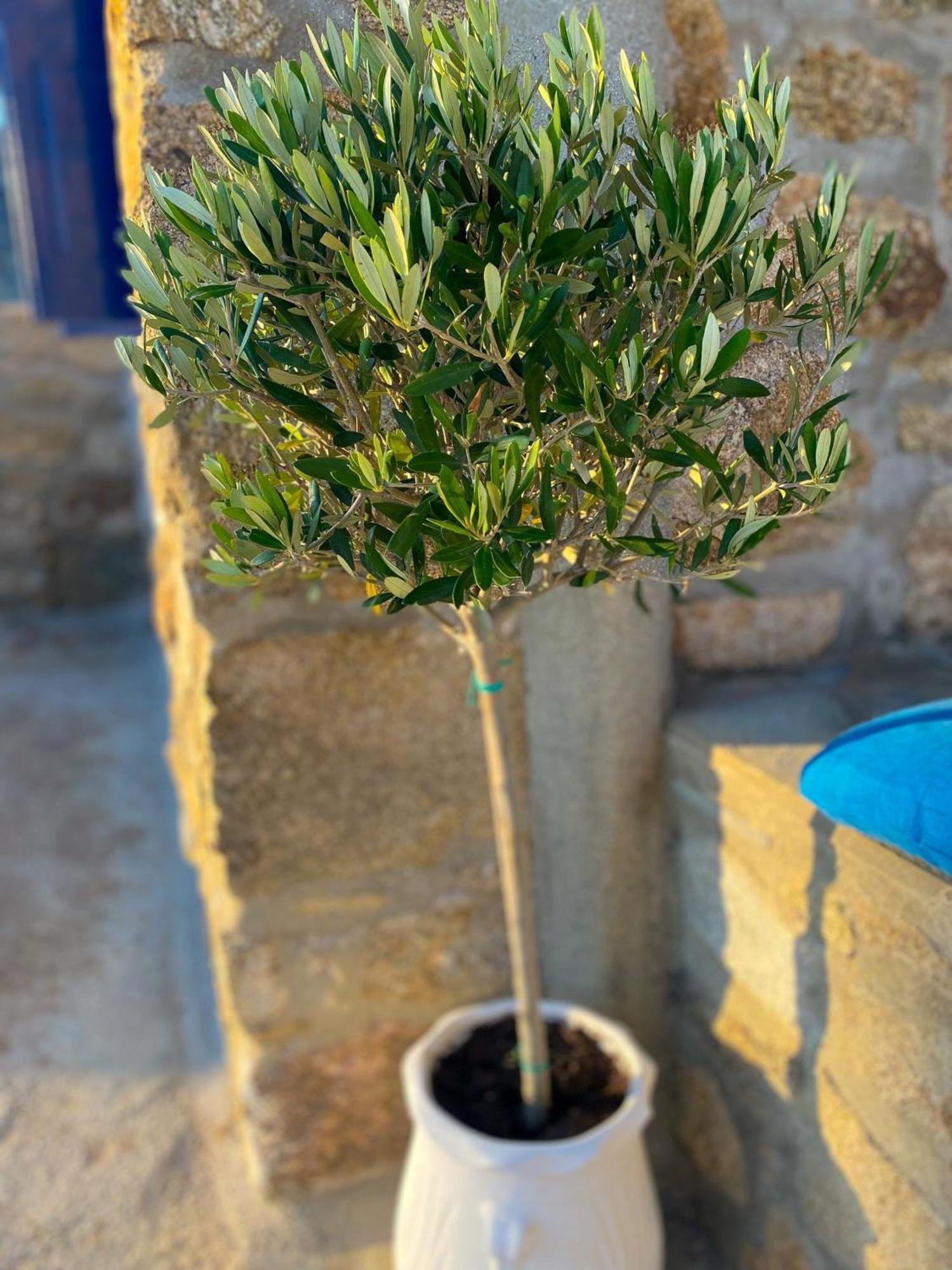 Naira Family Suites Mykonos Mykonos Town Екстер'єр фото