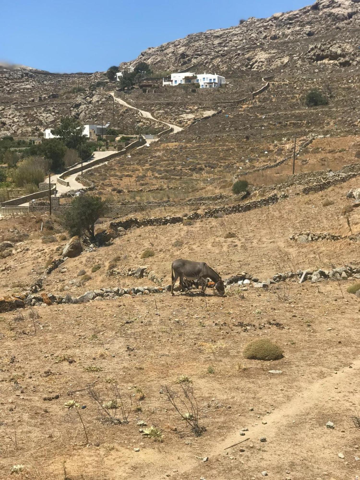 Naira Family Suites Mykonos Mykonos Town Екстер'єр фото